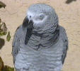 african grey parrot